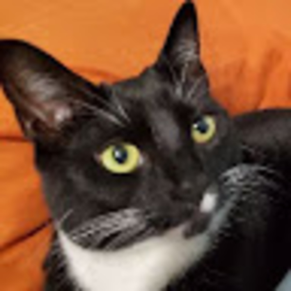 Meet your Posher, K.